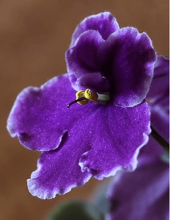 Margaret A.  "Peggy" Newman Obituary