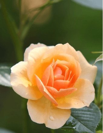Eva K. Bouchicas Obituary