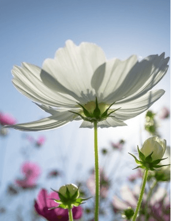 Priscilla B. (Cleaves) Nelson Obituary