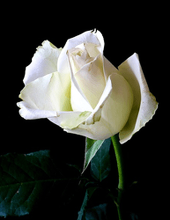 Nancy (Senger) Devan Obituary
