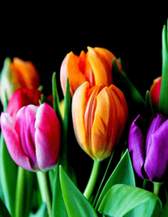 Ernestine Dorothy (Murphy) Steeves Obituary